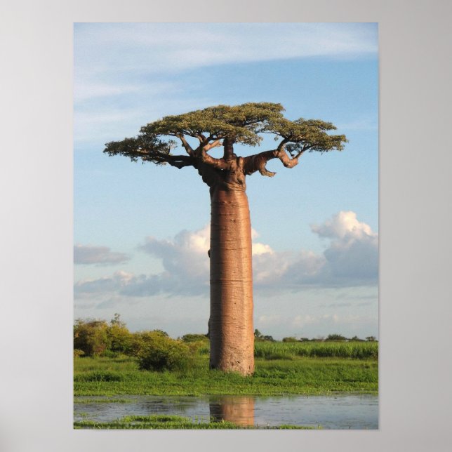 Grandidier's Baobab Madagascar Poster (Front)