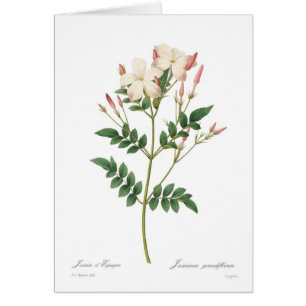 Grandiflorum de Jasminum