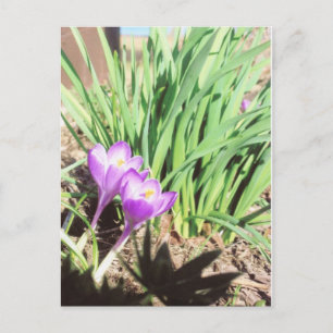 Grandma's Spring Garden Postcard