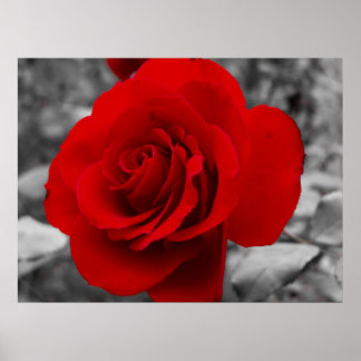 Grandmother's Rose Poster