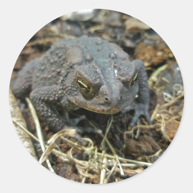 Grandpa Toad Sticker (Front)