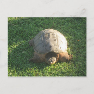 Grandpa Turtle Postcard