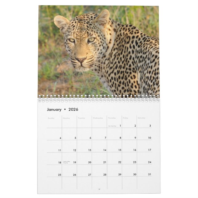 Grands chats de calendrier de l'Afrique du Sud (Jan 2026)