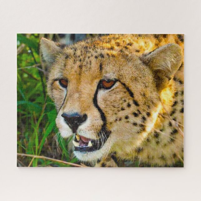 Grands félins guépard. Puzzle (Horizontal)