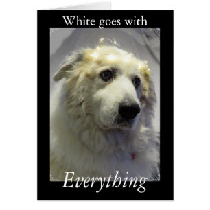 Grands Pyrénées, géant doux