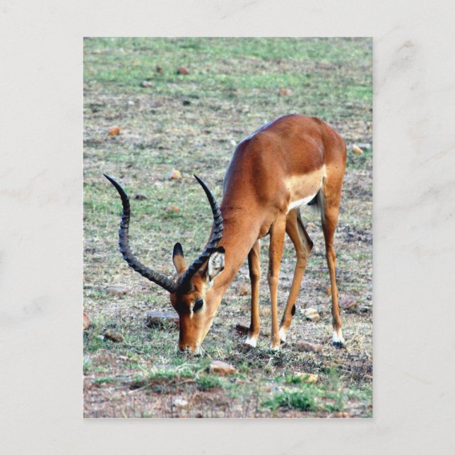 grant gazelle loner postcard (Front)