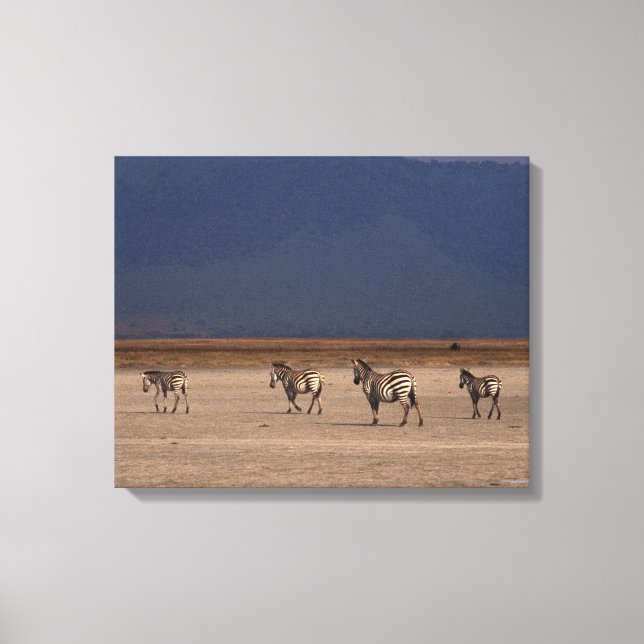 Grant Zebra 2 Canvas Print (Front)