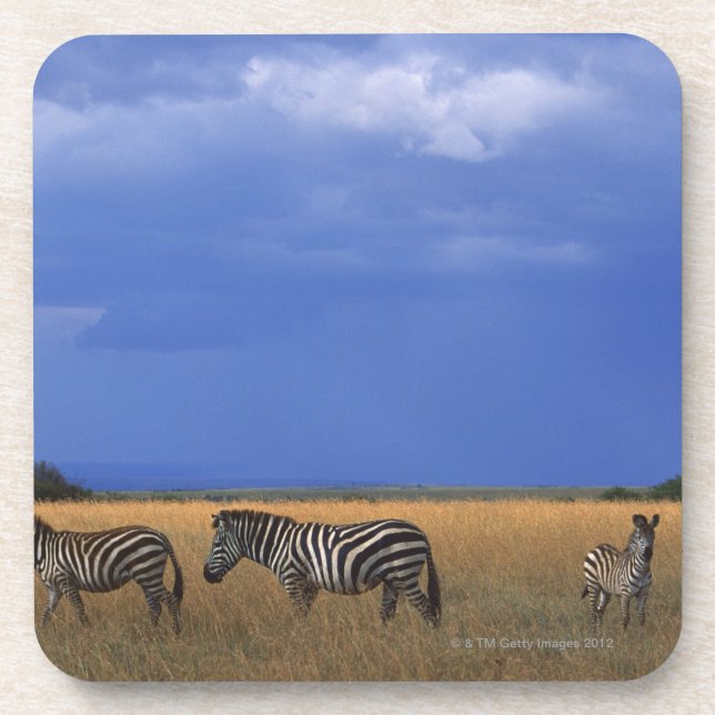 Grant Zebra 2 Coaster (Front)