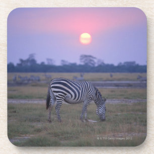 Grant Zebra 3 Coaster