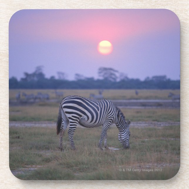 Grant Zebra 3 Coaster (Front)