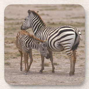 Grant Zebra 3 Coaster