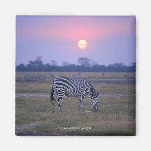 Grant Zebra 3 Magnet