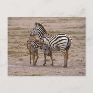Grant Zebra 3 Postcard