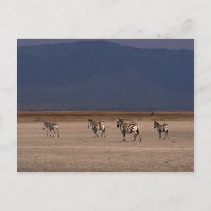 Grant Zebra 4 Postcard