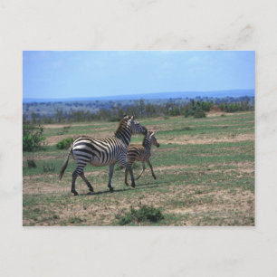 Grant Zebra Postcard
