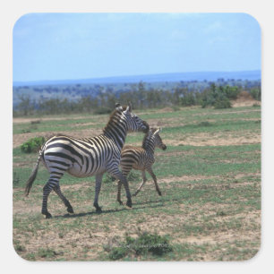 Grant Zebra Square Sticker