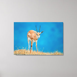 Grant's Gazelle (Gazella Granti) Ewe Portrait Canvas Print