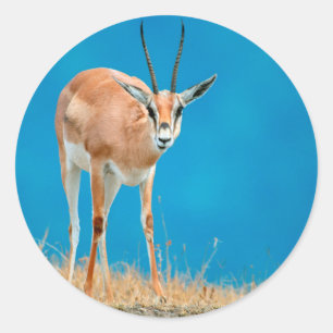 Grant's Gazelle (Gazella Granti) Ewe Portrait Classic Round Sticker