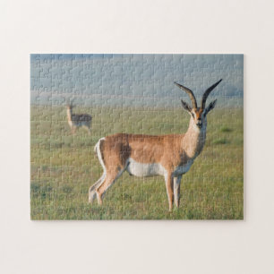 Grant's Gazelle, Ngorongoro Crater, Ngorongoro Jigsaw Puzzle