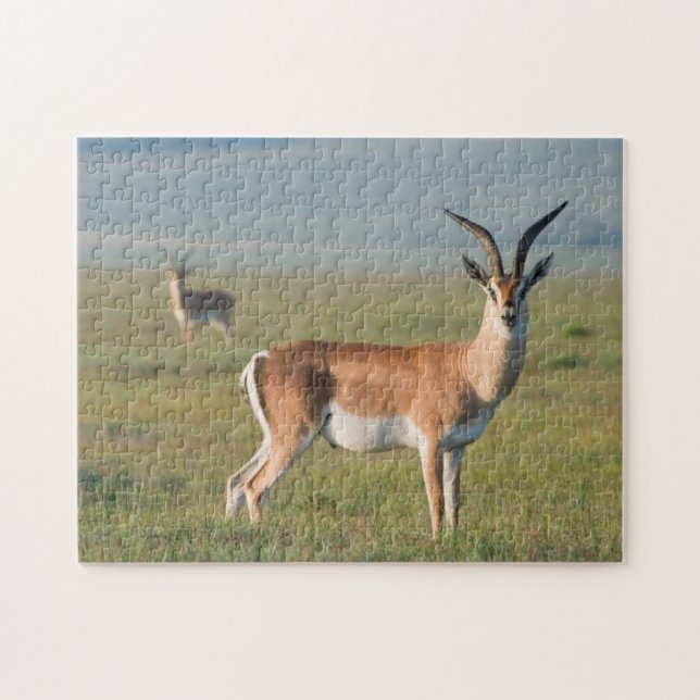Grant's Gazelle, Ngorongoro Crater, Ngorongoro Jigsaw Puzzle (Horizontal)