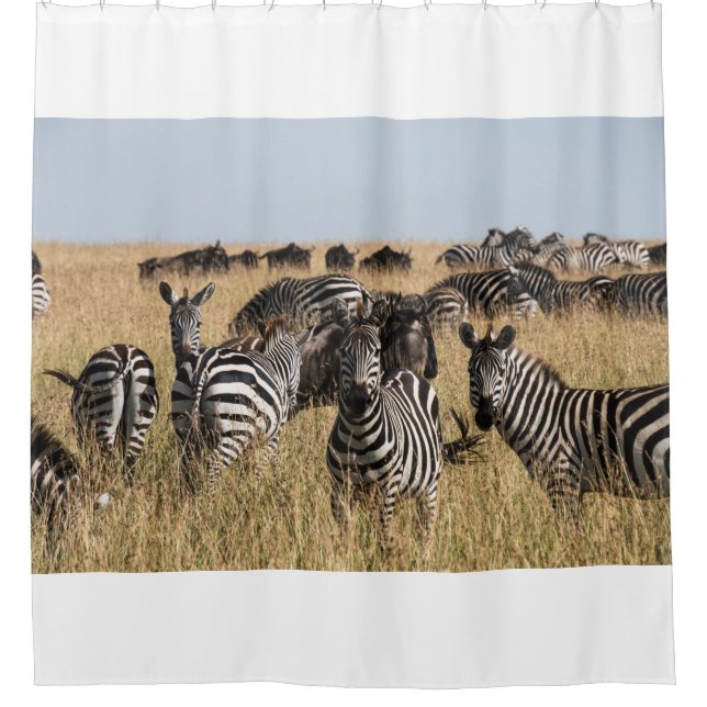 Grant's Zebra (Front)