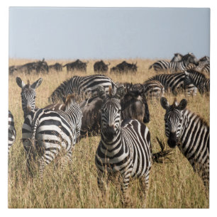 Grant's Zebra Ceramic Tile