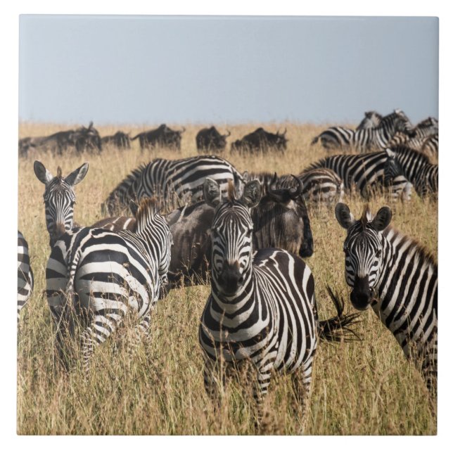 Grant's Zebra Ceramic Tile (Front)