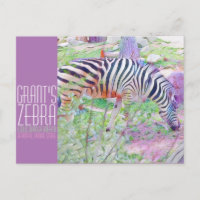 Grant's Zebra [Postcard]