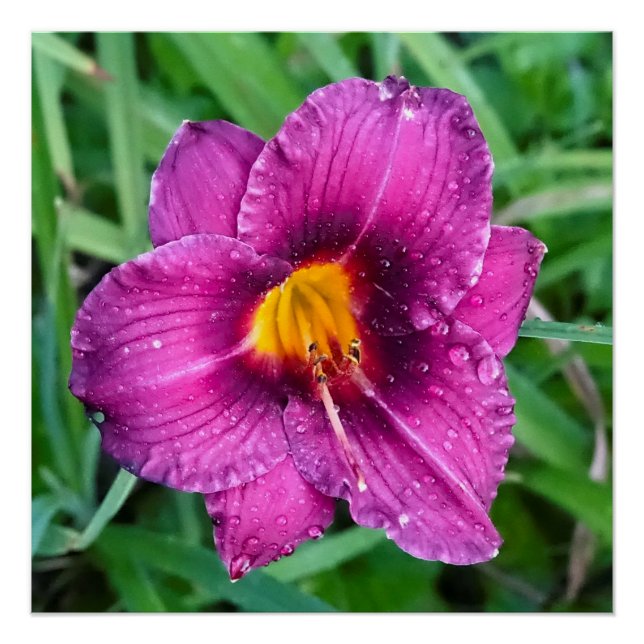 Grape Day lily with water droplets Poster (Front)