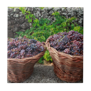 Grape harvest tile