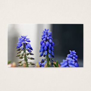 grape hyacinth