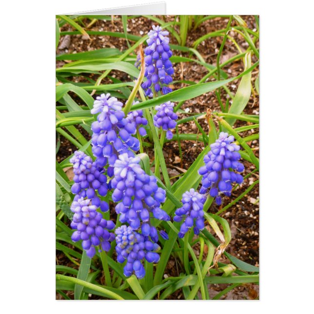 Grape Hyacinth (Front)