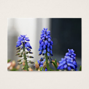 grape hyacinth