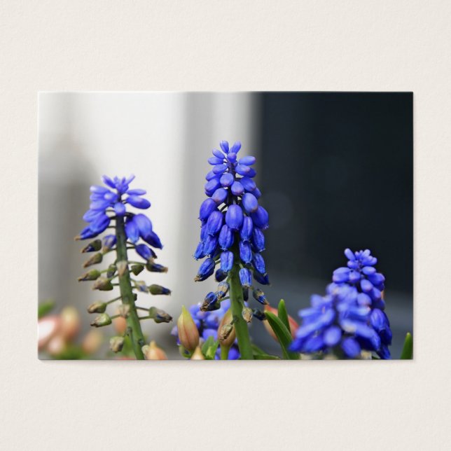 grape hyacinth (Front)