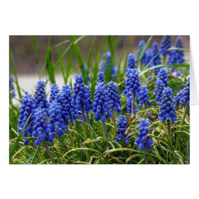 Grape Hyacinth (Front Horizontal)