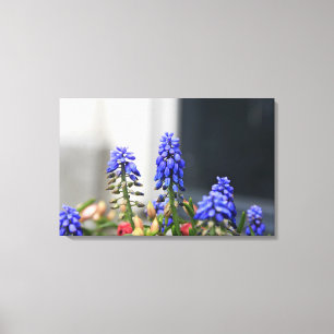grape hyacinth canvas print