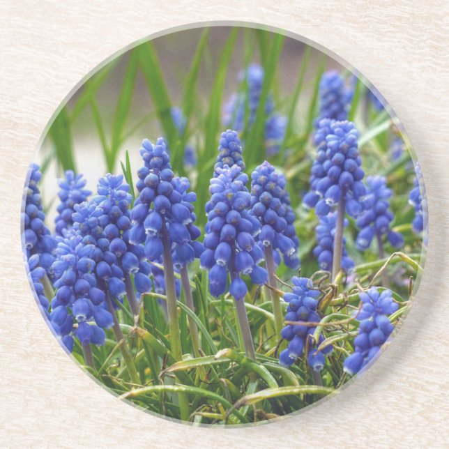 Grape Hyacinth Coaster (Front)