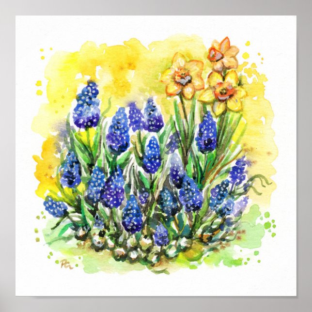 Grape Hyacinth Garden Poster (Front)