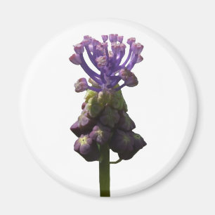 Grape Hyacinth Magnet