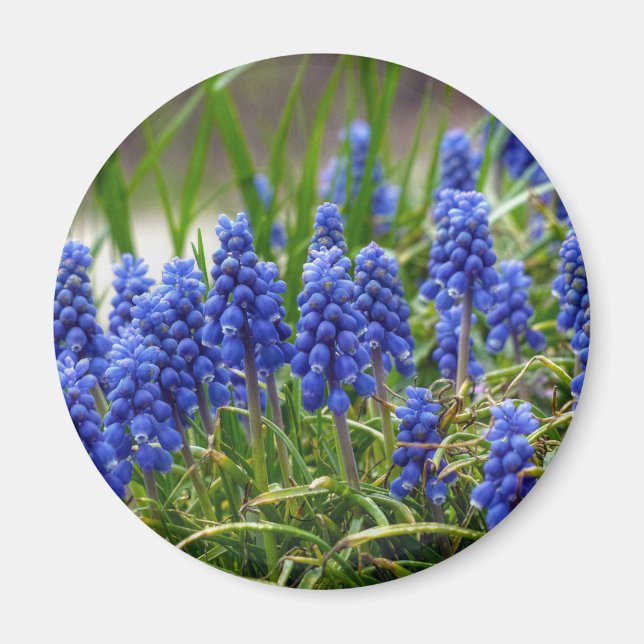 Grape Hyacinth Magnet (Front)