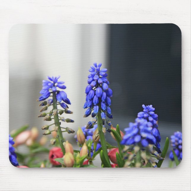 grape hyacinth mouse pad (Front)