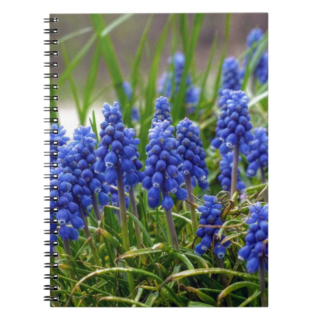 Grape Hyacinth Notebook (Front)