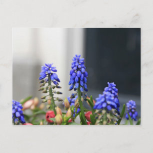 grape hyacinth postcard