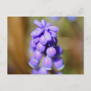 Grape Hyacinth Postcard