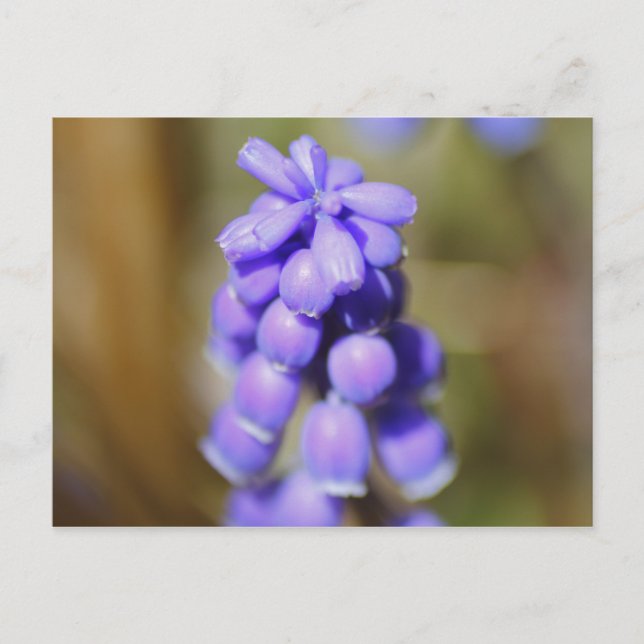 Grape Hyacinth Postcard (Front)