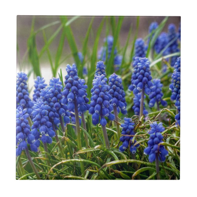 Grape Hyacinth Tile (Front)