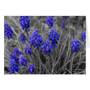 Grape Hyacinths Family Select