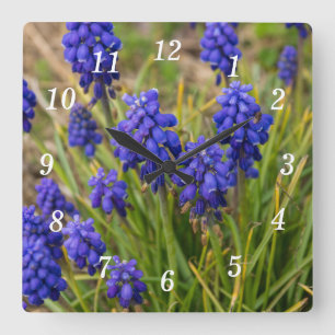 Grape Hyacinths Family Square Wall Clock