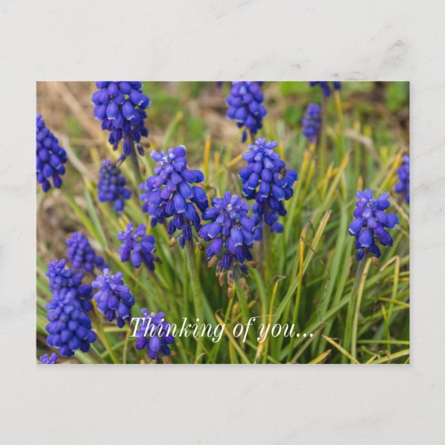 Grape Hyacinths Family Thinking Of You Postcard (Front)