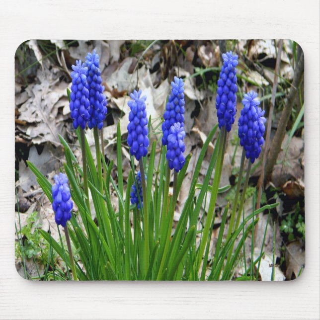 Grape Hyacinths.... Mouse Pad (Front)